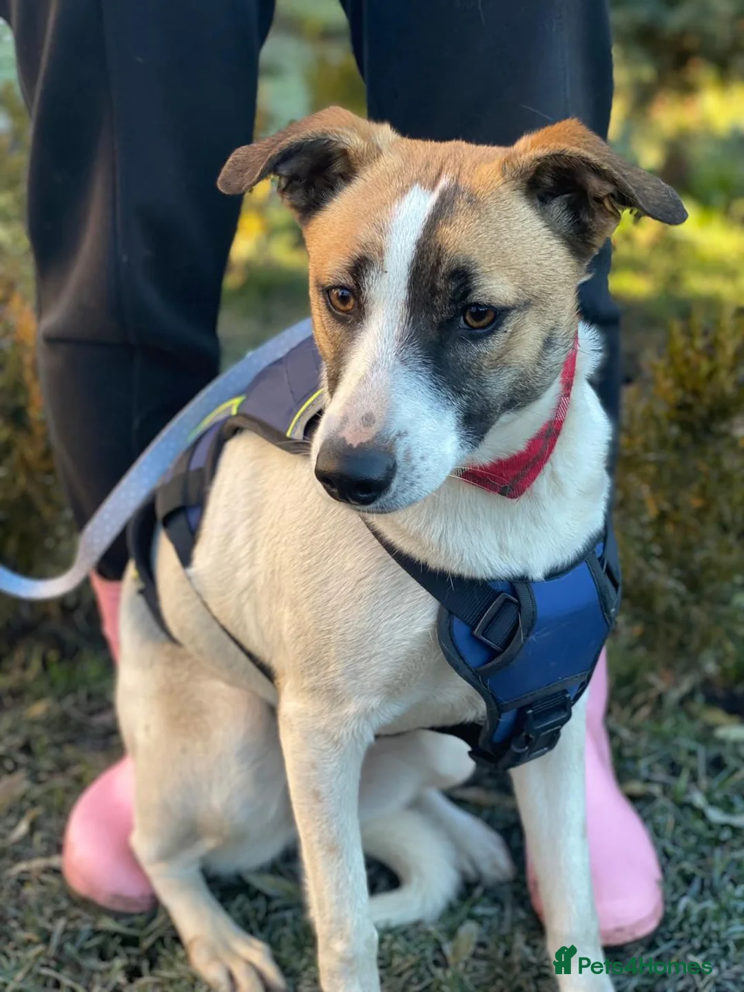 Mixed Breed dogs for adoption: ❤️ZAYKA❤️ 11 months, Playful Spirit, Loving Heart - Advert 7