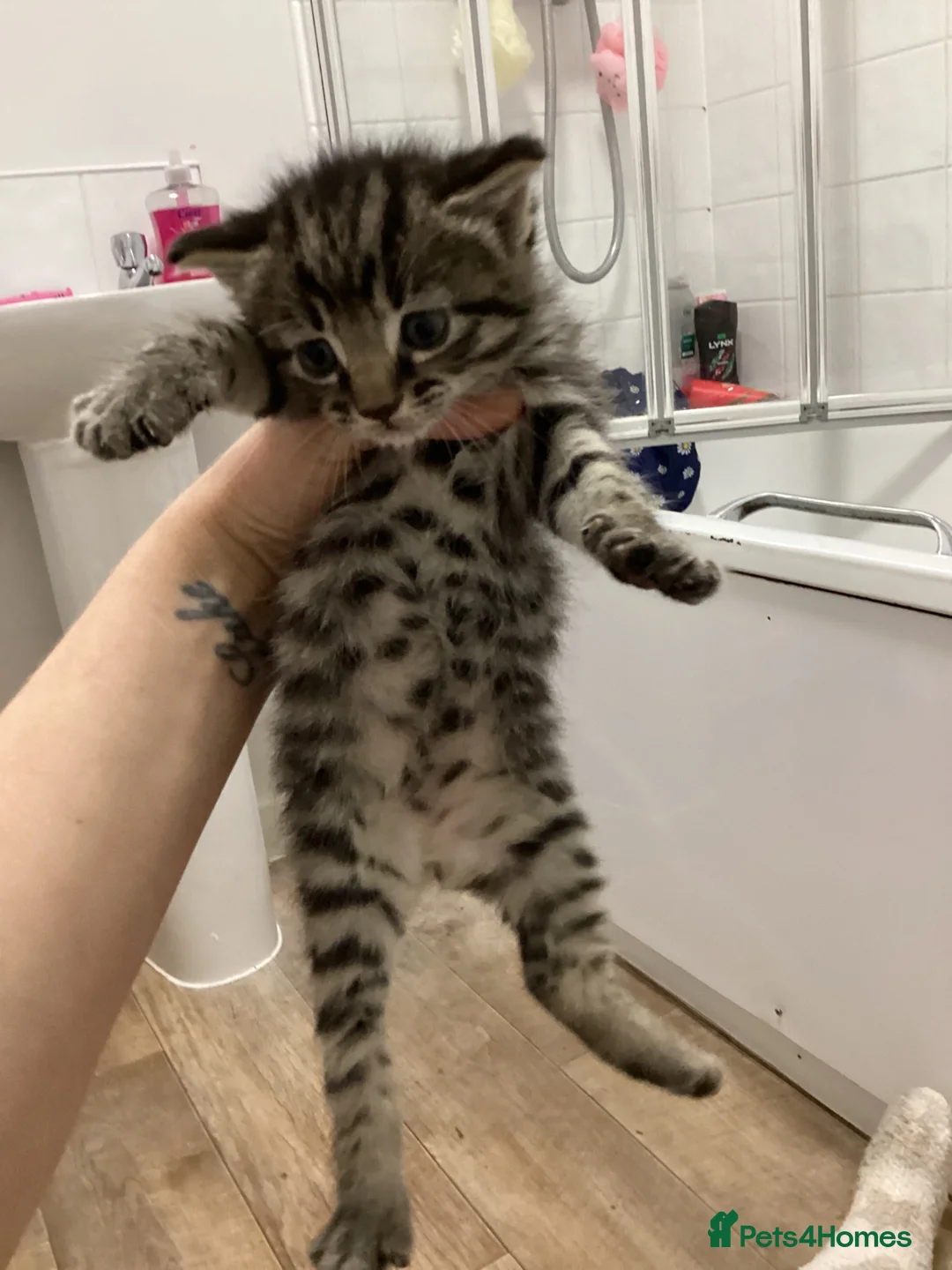 Mixed Breed cats for sale: 3male kittens in Eastleigh - Advert 2