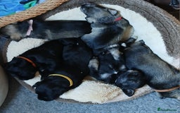 Miniature Schnauzer dogs for sale: Beautiful miniature shnauzers  - Image 10