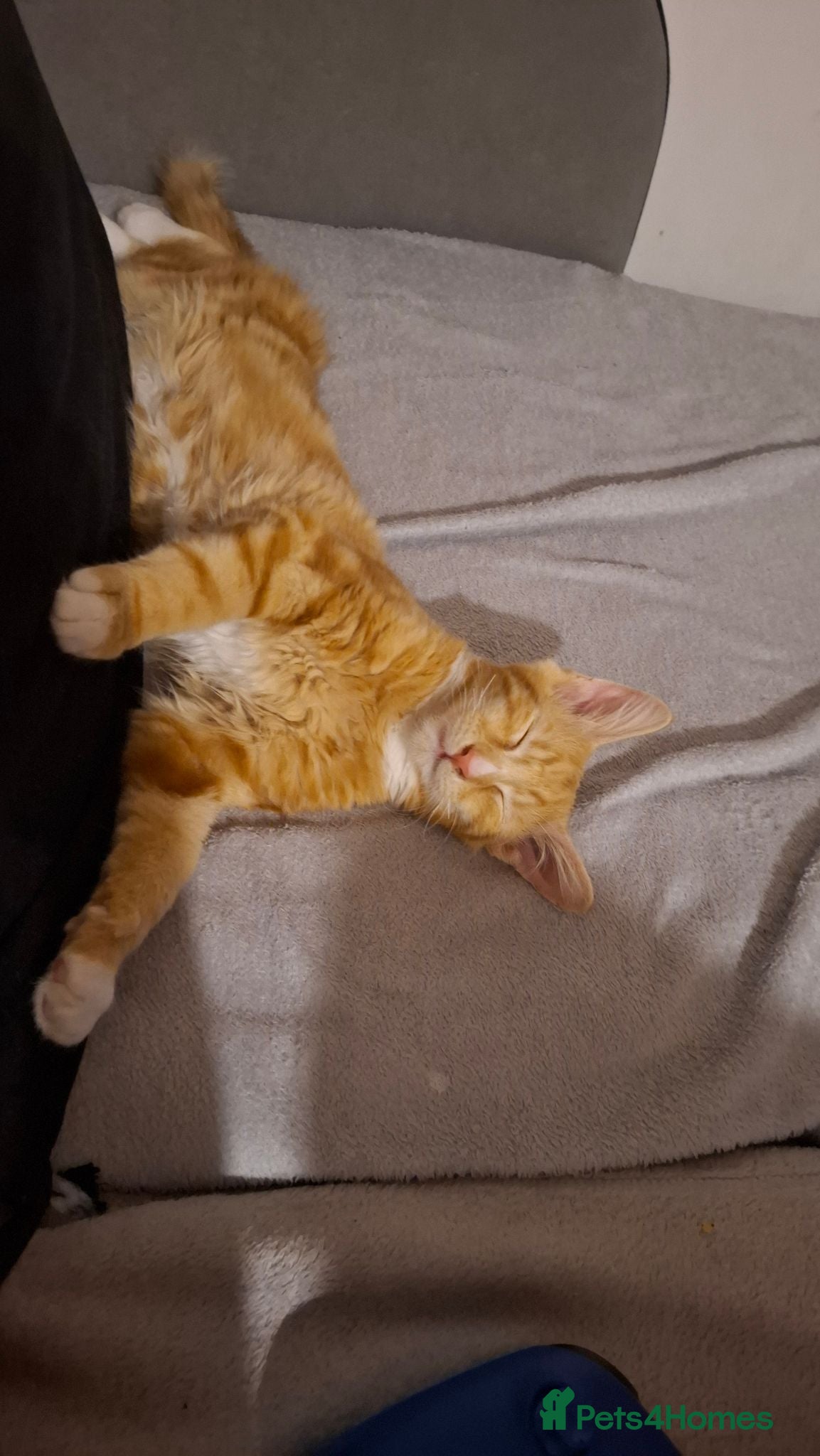 Mixed Breed cats Cheeto - Advert 2