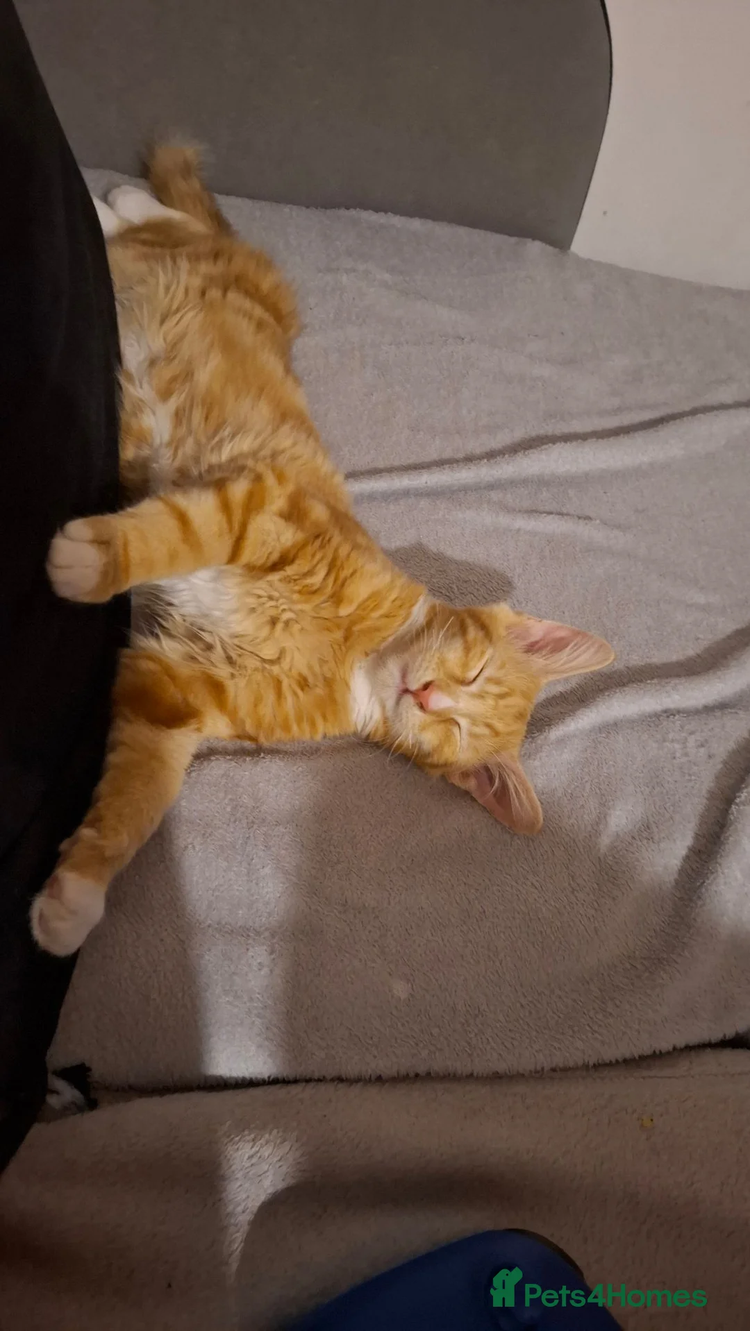 Mixed Breed cats for sale: Cheeto in Evesham - Advert 1
