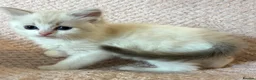 Ragdoll cats for sale: Beautiful pedigree Ragdoll kittens  - Advert 5