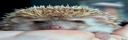 Pygmy Hedgehog rodents for sale: Ethically Bred African Pygmy Hedgehog 1 girl left  - Advert 2