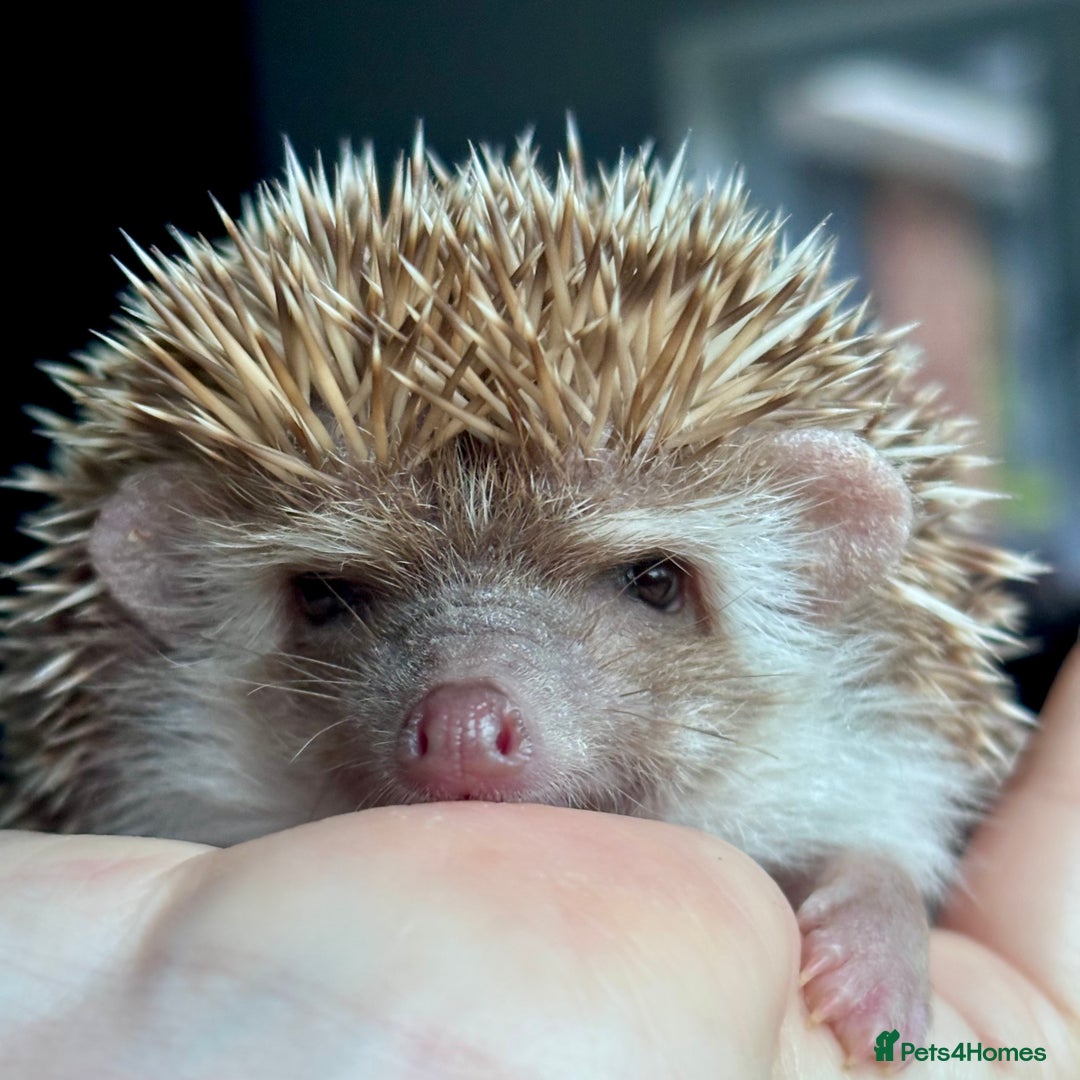 Pygmy Hedgehog rodents for sale: Ethically Bred African Pygmy Hedgehog 1 girl left  - Advert 2