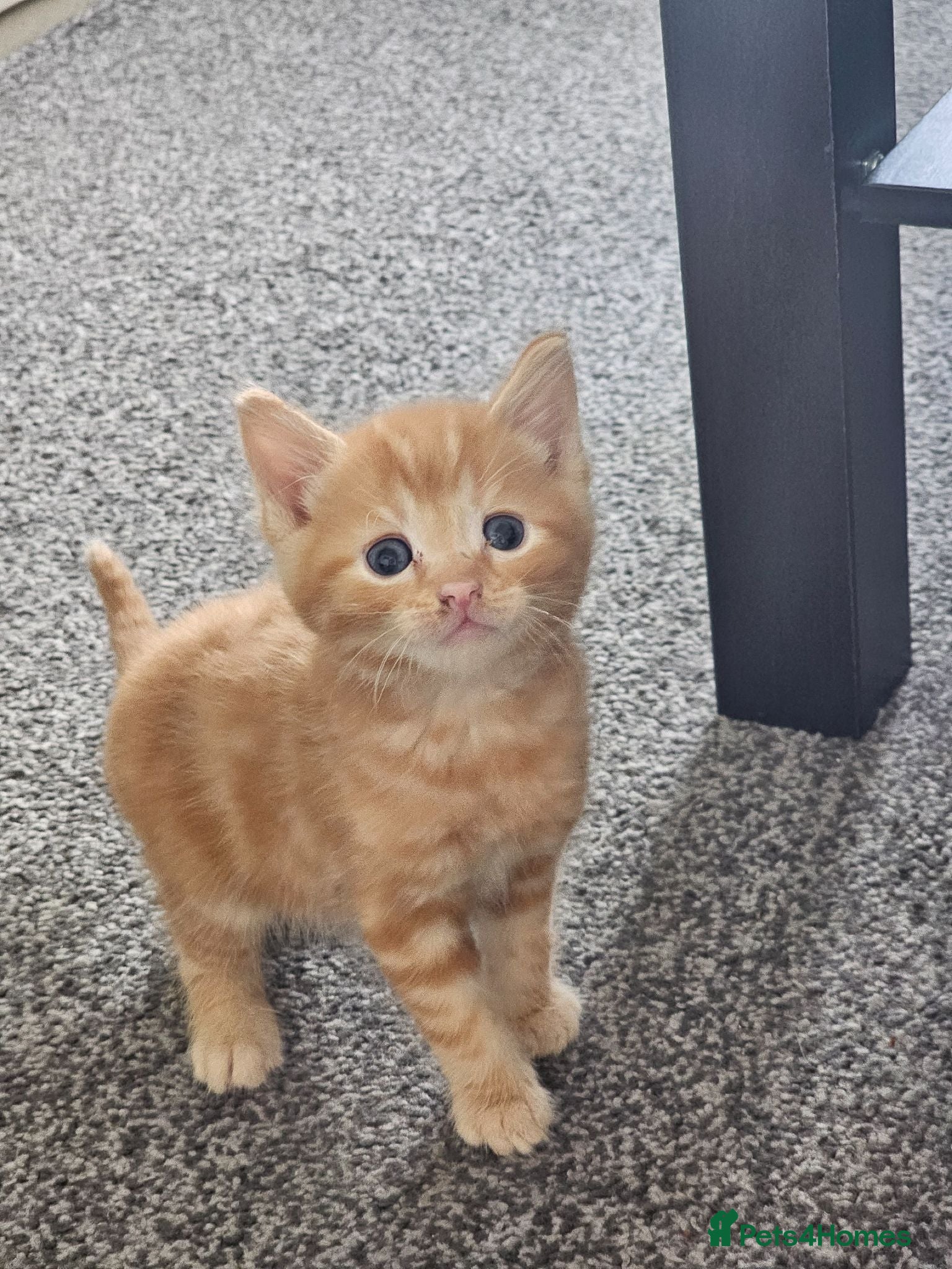 Mixed Breed cats Beautiful kittens for sale  - Advert 10