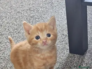 Mixed Breed cats Beautiful kittens for sale - Advert 1