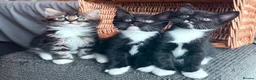 Mixed Breed cats for sale: Maine Coon Mixed Kittens Tabby & Tuxedo Richmond - Advert 8