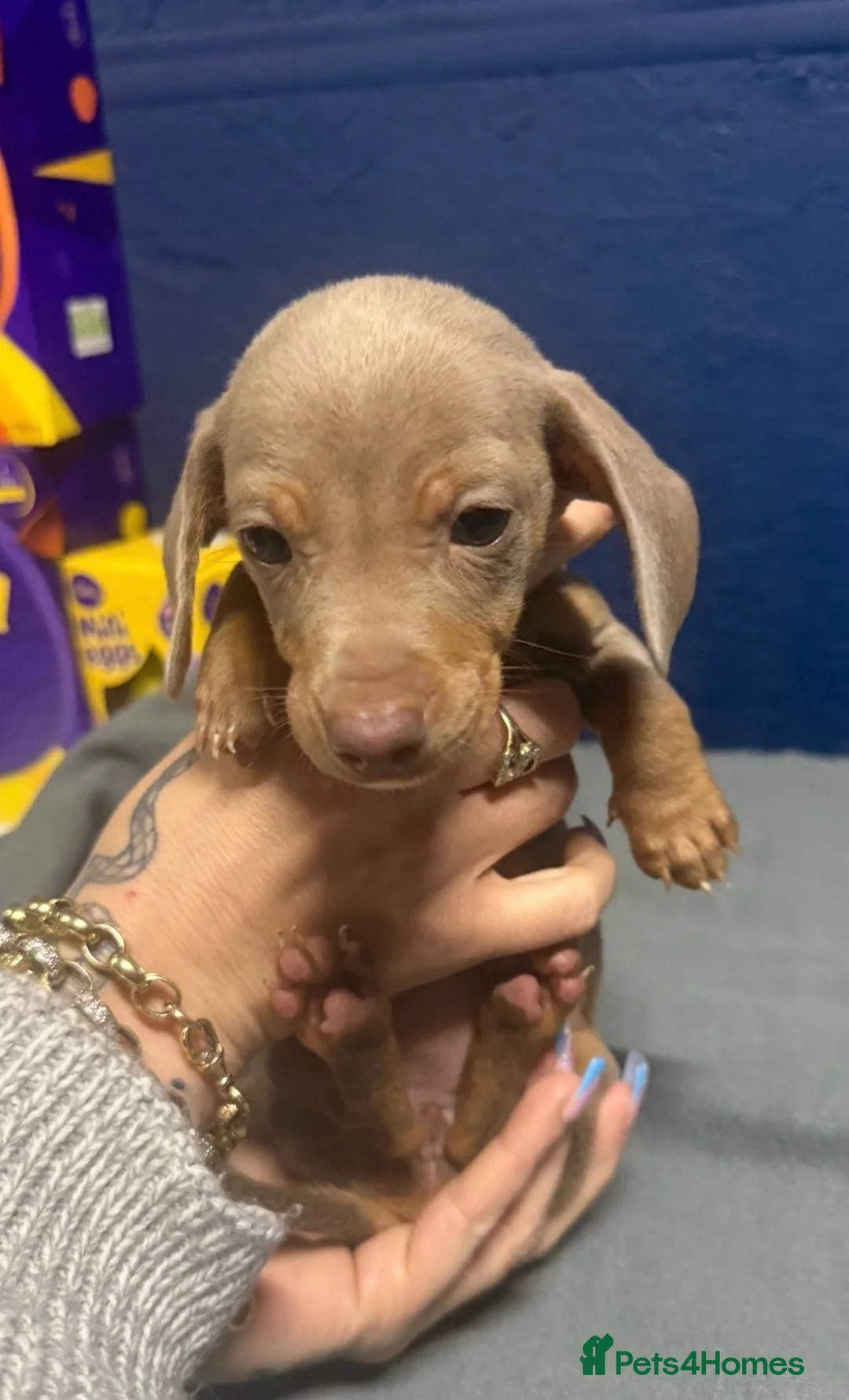 Miniature Dachshund dogs for sale: Miniature dachshund in Walsall - Advert 2