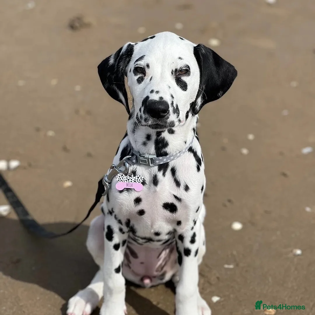 Dalmatian dogs for sale: Dalmation - Advert 2