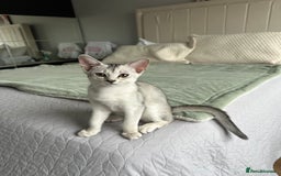 Abyssinian cats for sale: Pedigree Silver Abyssinian kittens left 1 female - Image 22