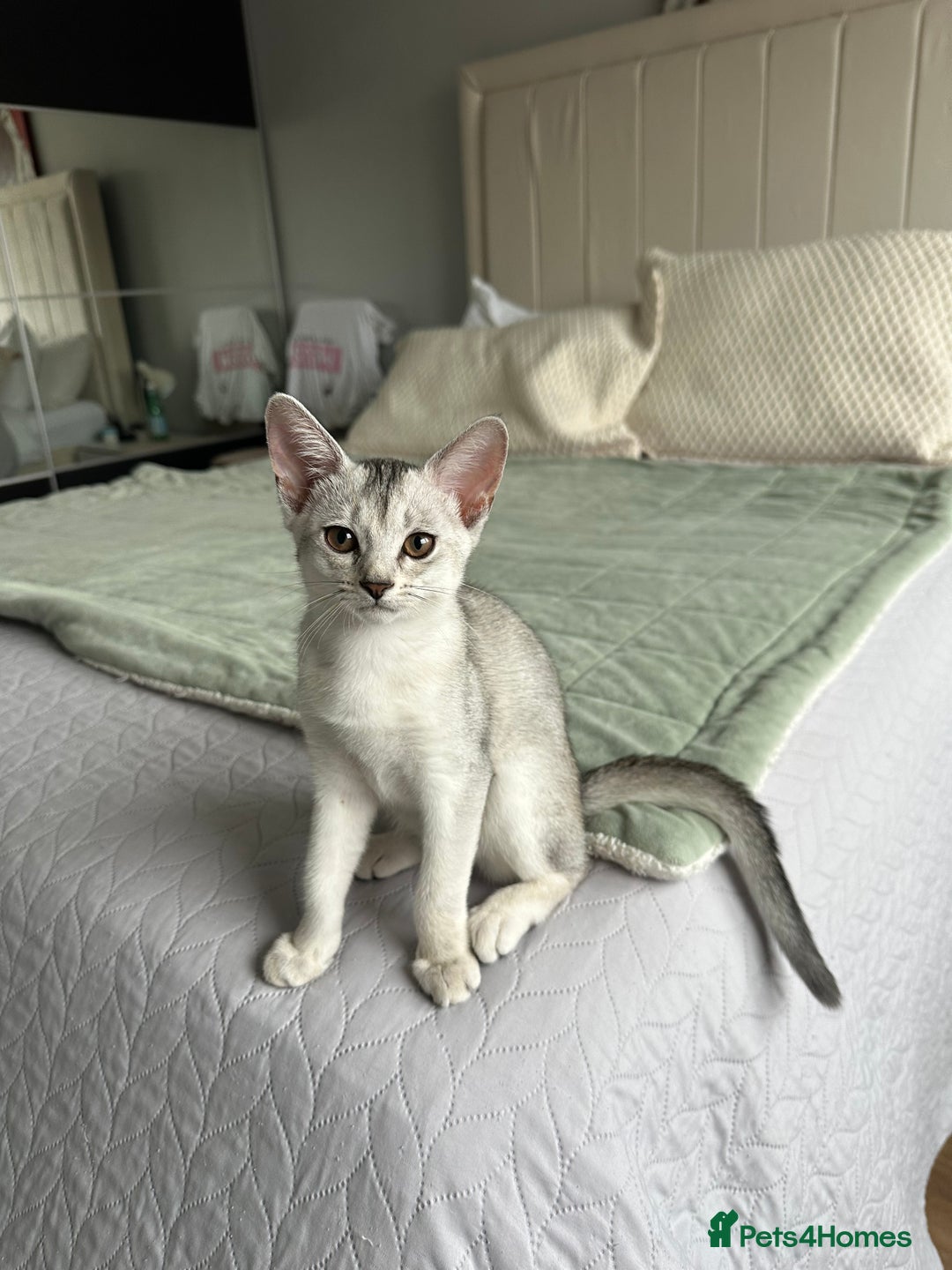 Abyssinian cats for sale: Pedigree Silver Abyssinian kittens left 1 female - Image 22