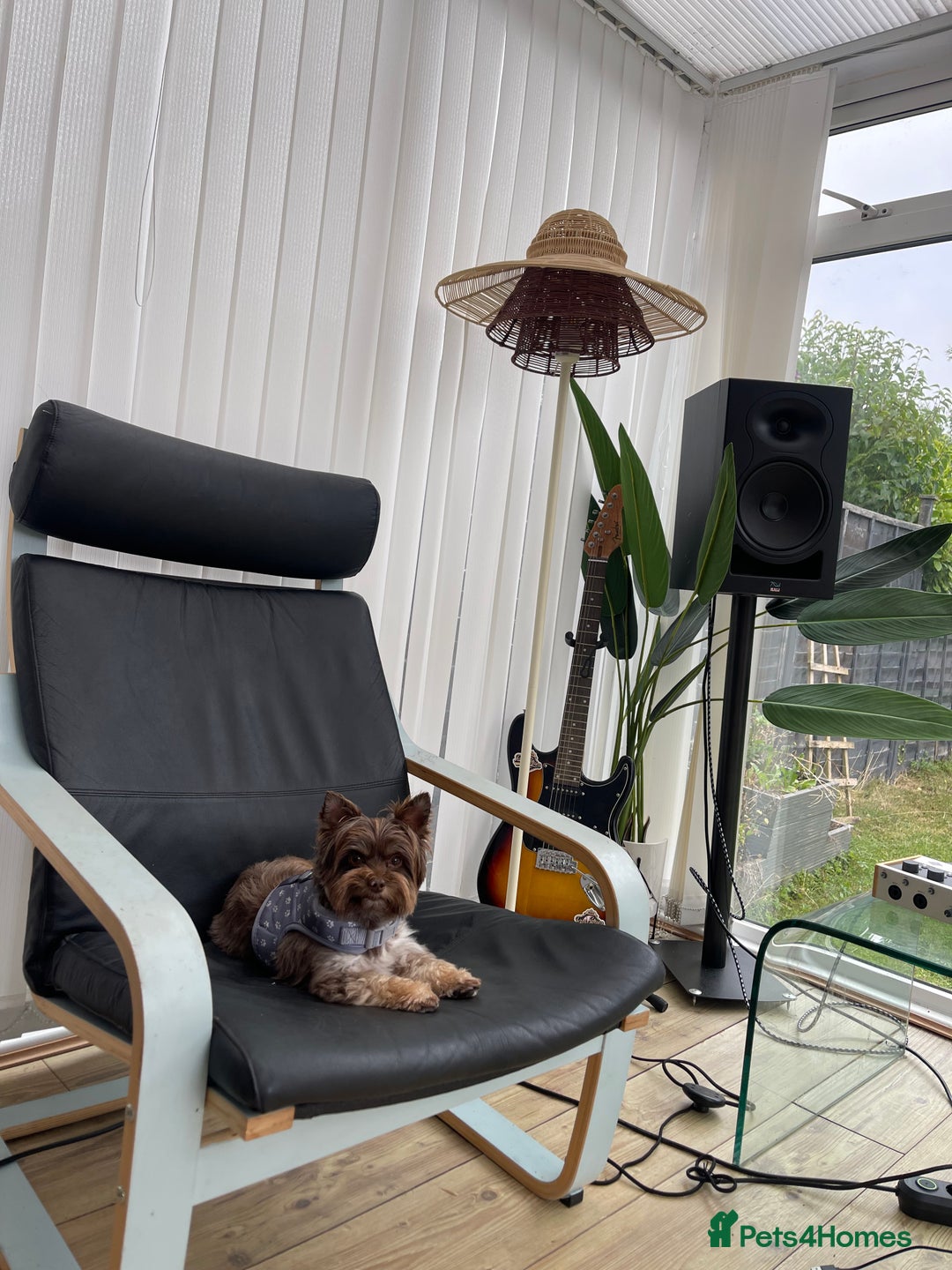Yorkshire Terrier dogs for sale: Al Pacino needs a temporary home (free) - Advert 6