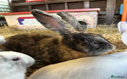 Continental Giant rabbits for sale: Gorgeous Giant Continental Doe🐰🩷 - Image 4