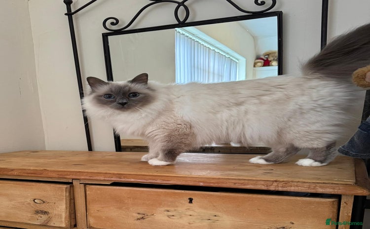 Birman cats - Advert 7