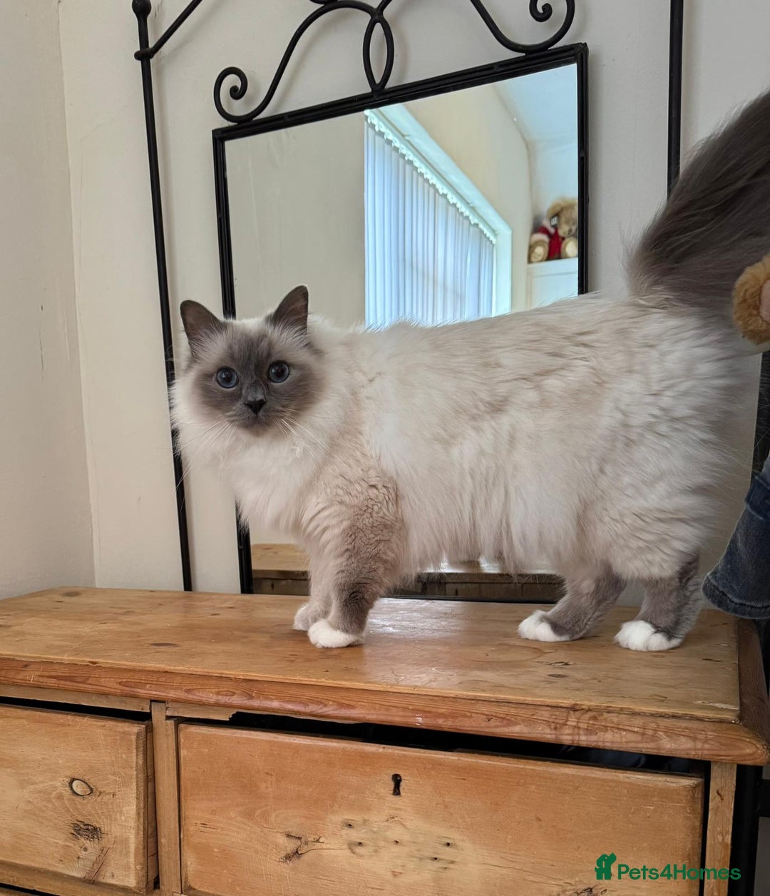 Birman cats for sale: Blue point male Birman for sale  - Image 1