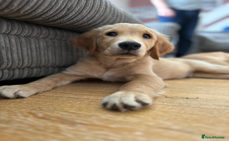 Golden Retriever dogs - Advert 2