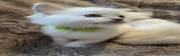 Ragdoll cats for sale:  🏆GCCF REG. EXTENSIVELY TESTED RAGDOLL KITTENS 🌟 - Advert 25
