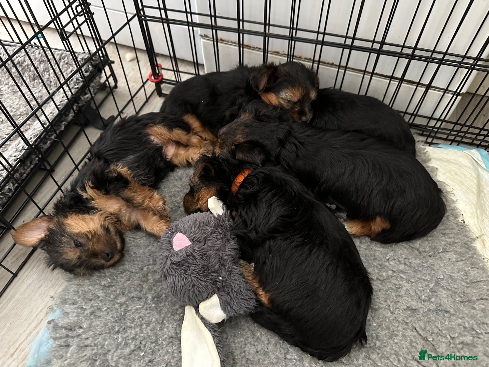 Yorkshire Terrier dogs Gorgeous litter of Yorkshire terriers - Advert 1