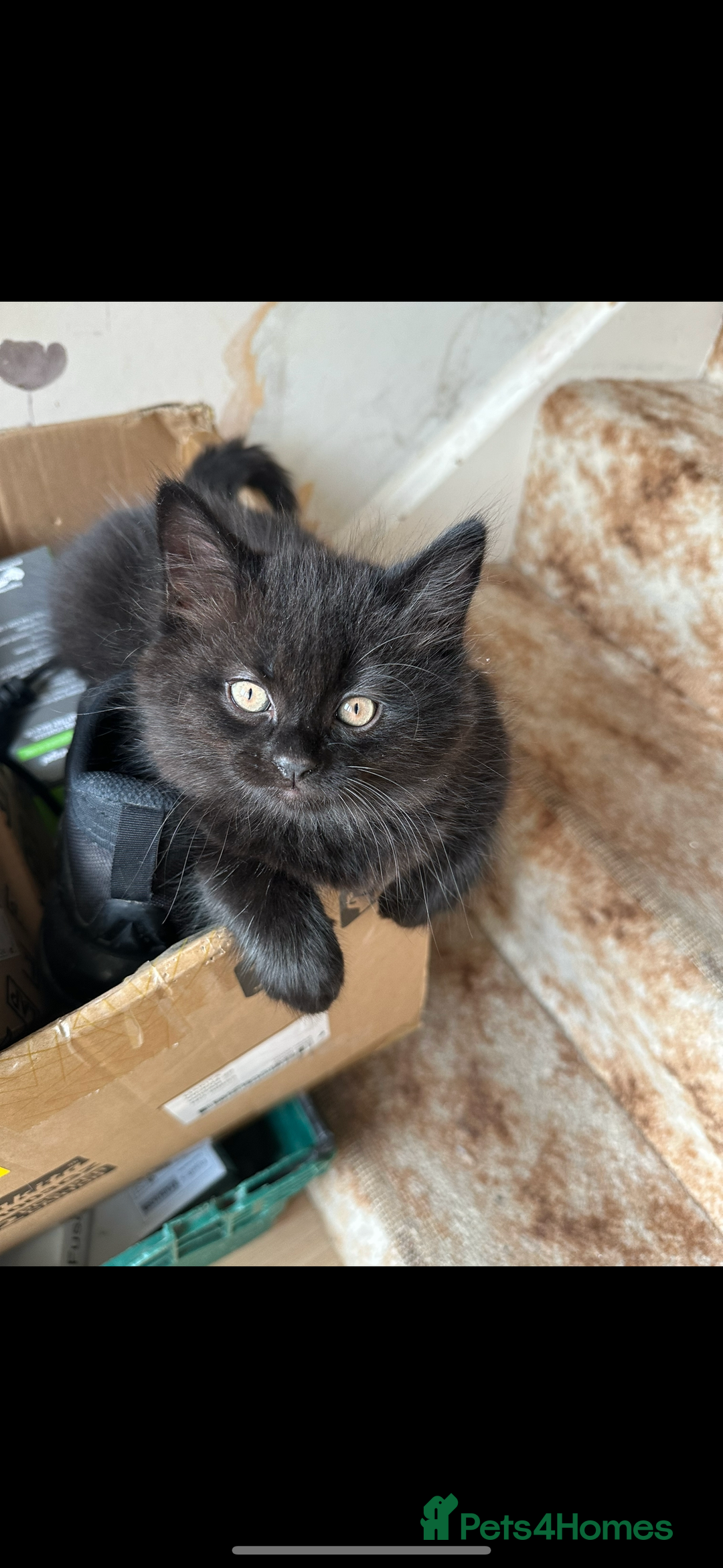 British Longhair cats for sale: DISABLED British long hair kitten - Advert 2