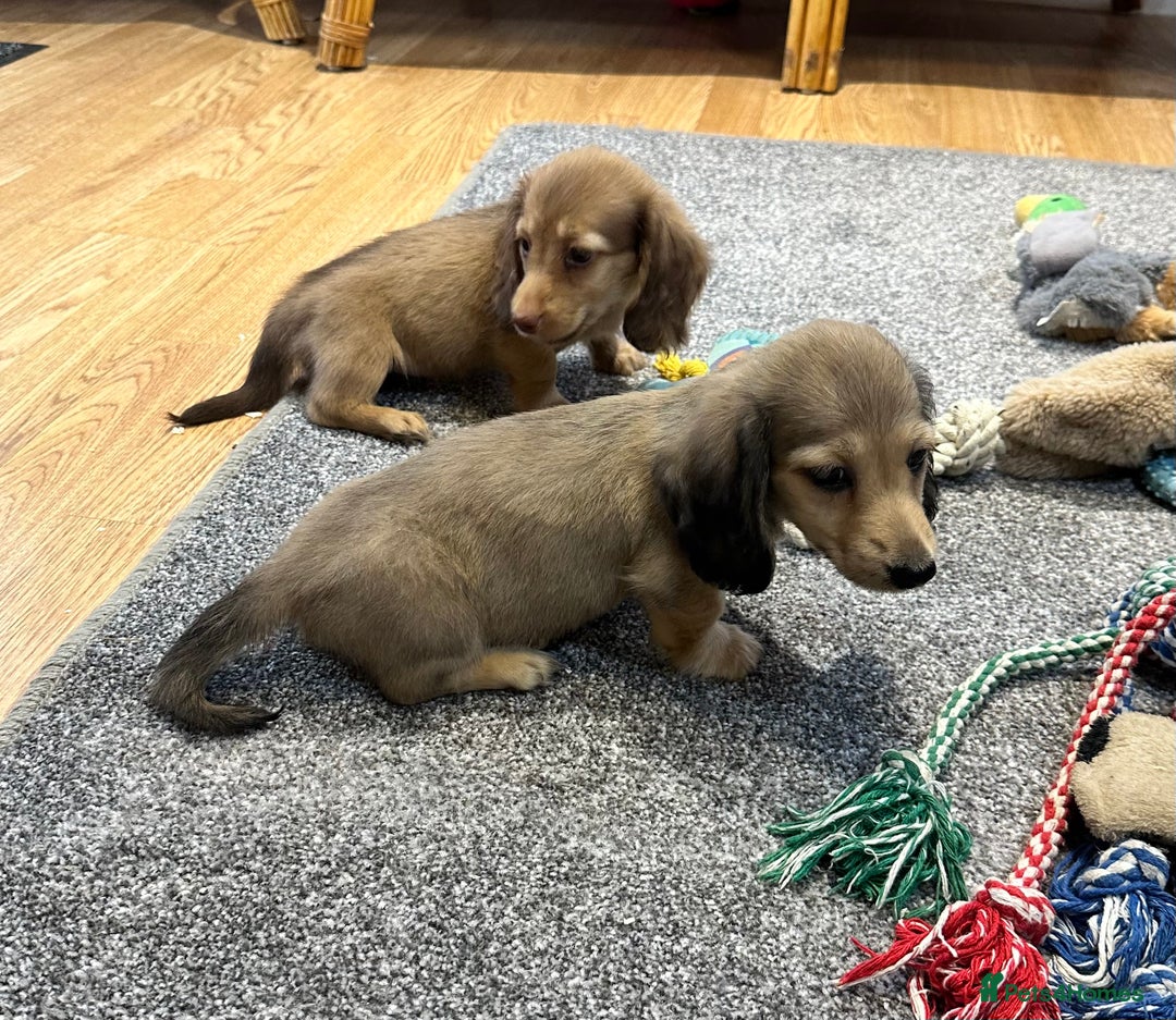 Miniature Dachshund dogs for sale: Gorgeous shaded cream pups - Image 4