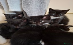 Mixed Breed cats for sale: seven funny kittens - Image 18