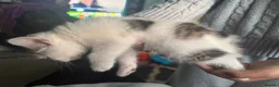 Mixed Breed cats for sale: Beautiful kittens mixed with ragdoll - Advert 6