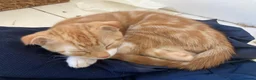 Scottish Fold cats for sale: Three Stunning Girls and Two Charming Boys - Advert 9