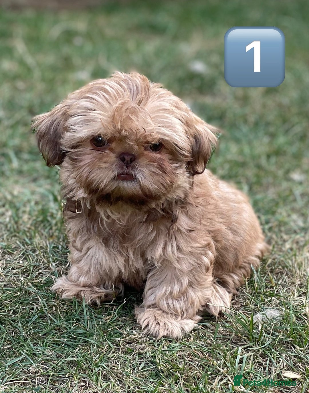Shih Tzu dogs for sale: KC Registered Imperial Shih Tzu boys.  - Image 13