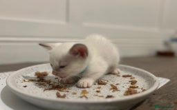 Ragamese cats for sale: Ragamese lilac kittens - Image 10