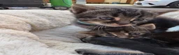 British Shorthair cats for sale: Tabby and black kittens ready for their new home in Langport - Advert 10