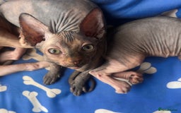 Sphynx cats for sale: Beautiful sphinx kittens  - Image 4
