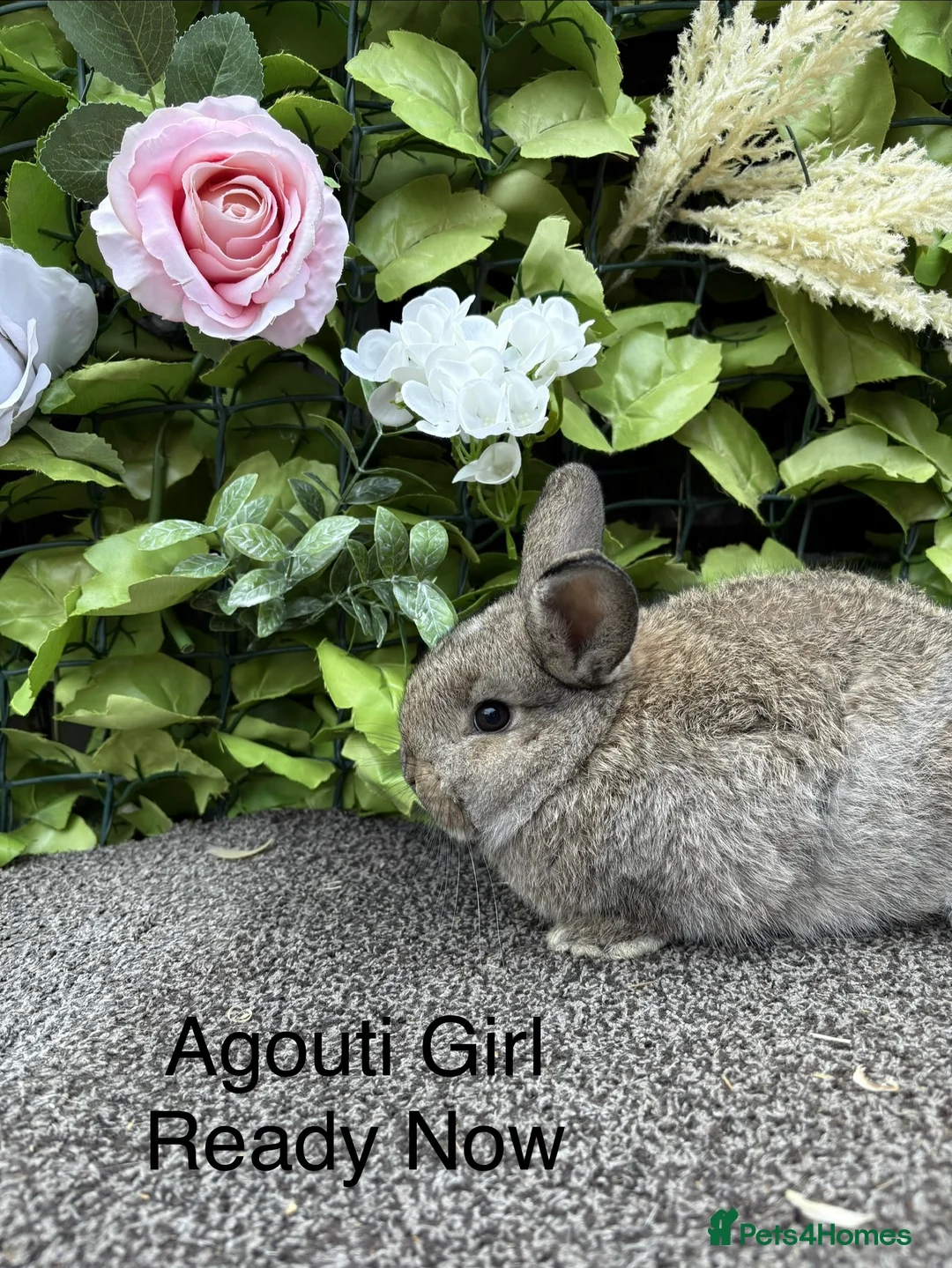 Mini Lop rabbits for sale: Adorable Mini Lop babies  - Advert 3