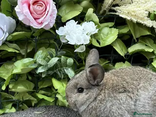 Mini Lop rabbits Adorable Mini Lop babies - Advert 16