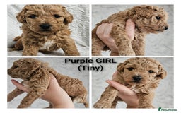 Mini Goldendoodle dogs for sale: Toy Golden Doodles ~ Mini, Loving & Hypoallergenic - Image 4