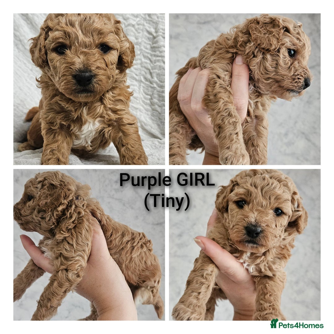 Mini Goldendoodle dogs for sale: Toy Golden Doodles ~ Mini, Loving & Hypoallergenic - Image 4