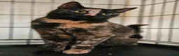 Mixed Breed cats for adoption: 6 mth Female Playful Loving And A Bit Naughty 😻 - Advert 3