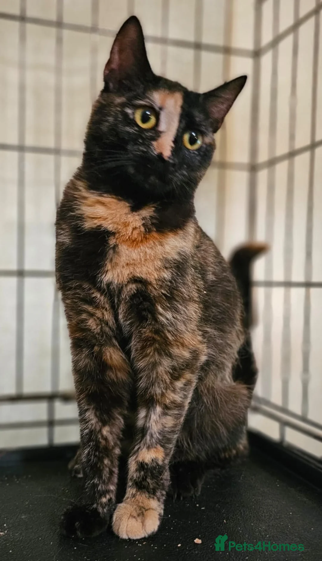 Mixed Breed cats for adoption: 6 mth Female Playful Loving And A Bit Naughty 😻 - Advert 3