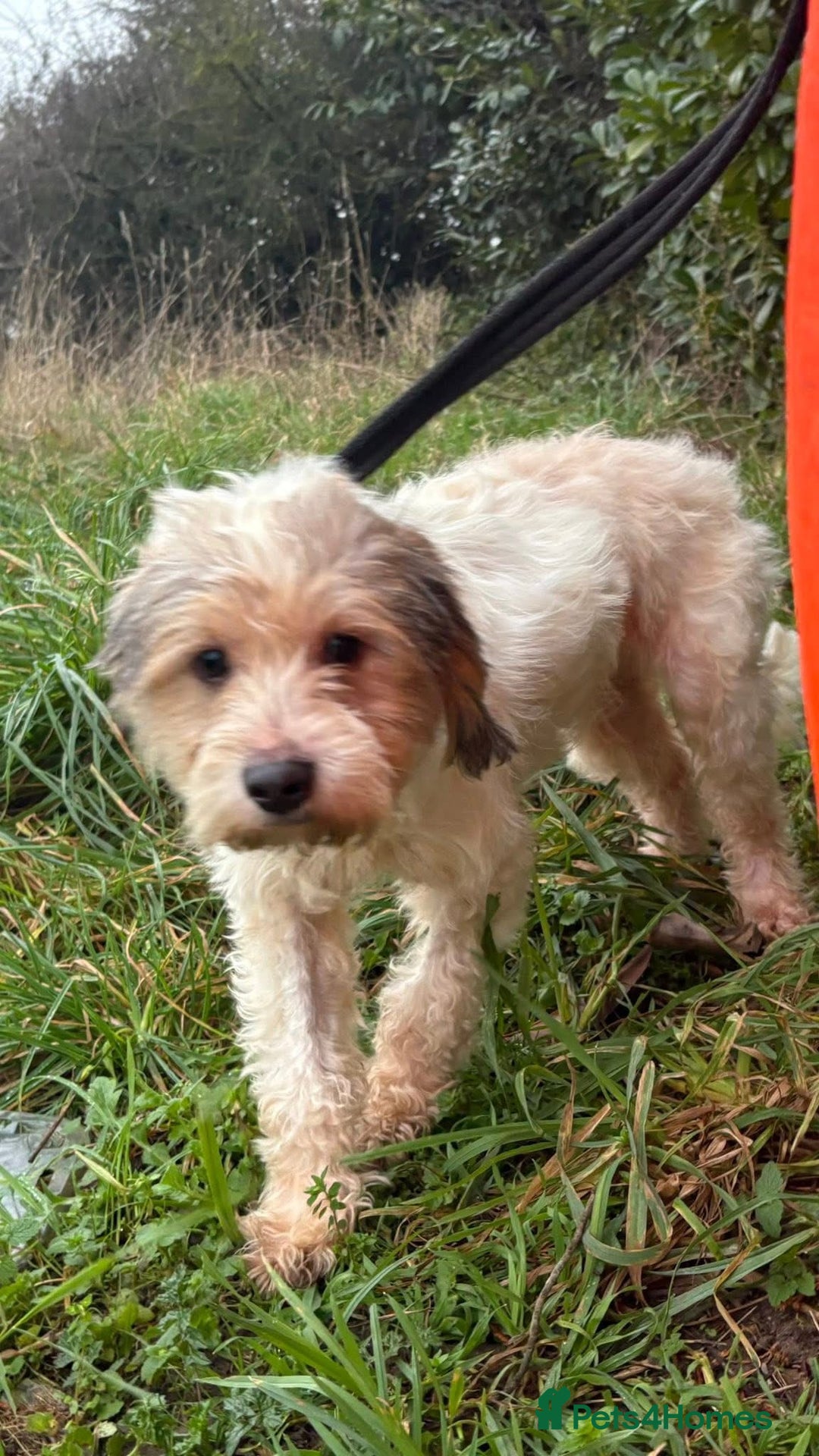 Mixed Breed dogs for adoption: Max - Hingham Norfolk  - Advert 3