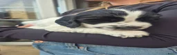 Cocker Spaniel dogs for sale: Kc registered showtype cocker spaniel puppies - Advert 26