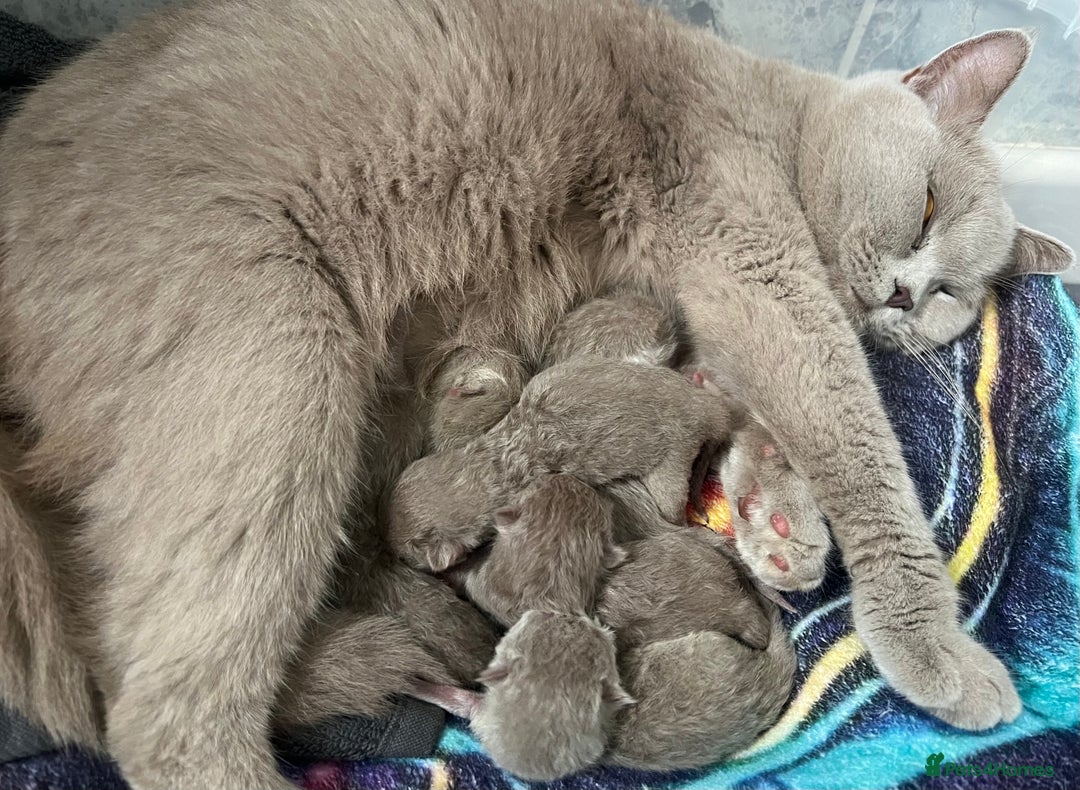 Scottish Fold cats for sale: Beautiful Scottish fold/straight lilac kittens  - Image 6