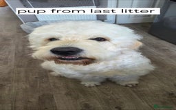 Goldendoodle dogs for sale: Goldendoodle retriever  - Image 27