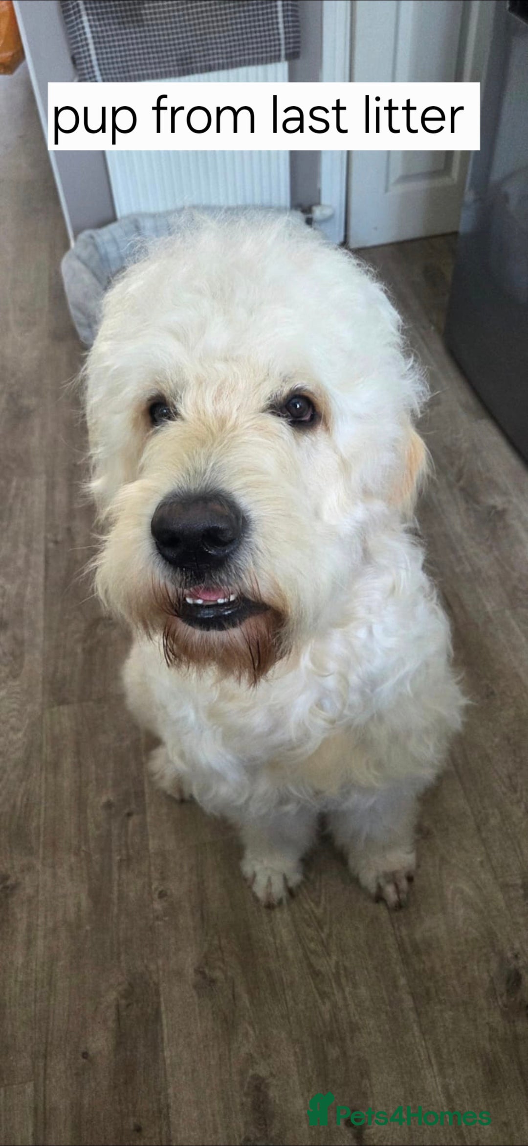 Goldendoodle dogs for sale: Goldendoodle retriever  - Image 27