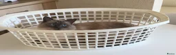 Ragdoll cats for sale: Loving home needed in Lincoln - Advert 5