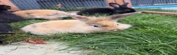 Mini Lion Lop rabbits for sale: Adorable bunnies for sale  - Advert 6