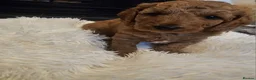Cavapoo dogs for sale: Beautiful Cavapoo puppies ready for Half Term! - Advert 11