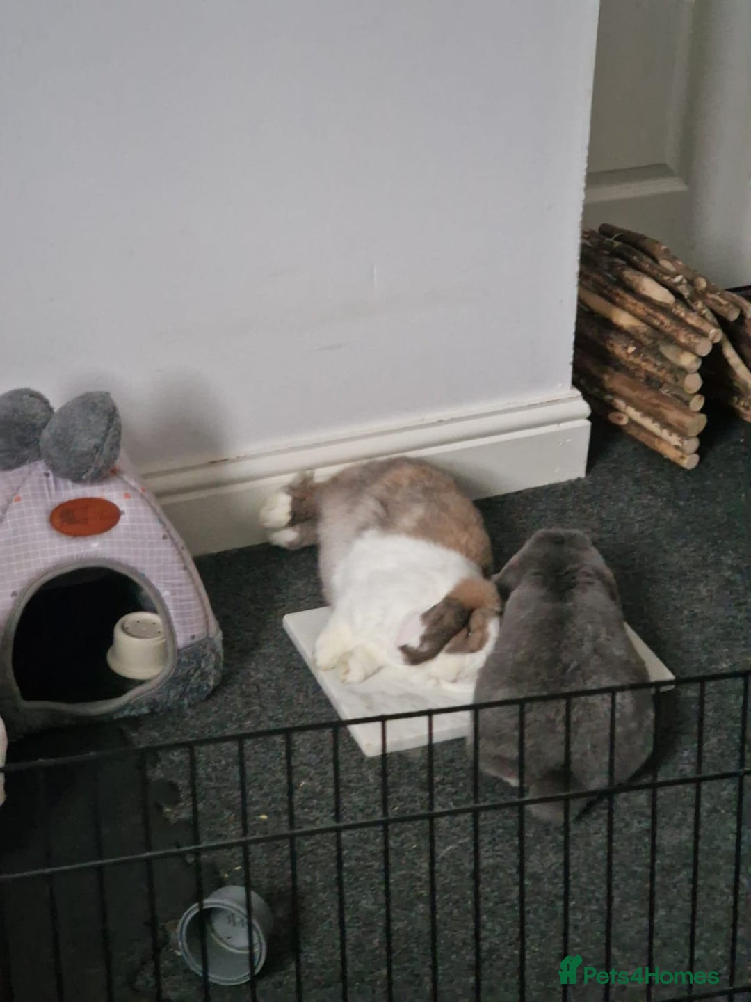 Mini Lop rabbits for sale: Lola & Frappe !!MUST GO TOGETHER!!🩷 - Advert 10