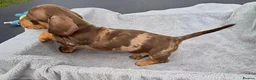 Miniature Dachshund dogs for sale: Stunning KC Registered PRA Clear Dapples Ready Now - Advert 9