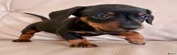 Miniature Dachshund dogs for sale: Cutie Beauty Miniature Dachshund Puppies in Nottingham - Advert 3