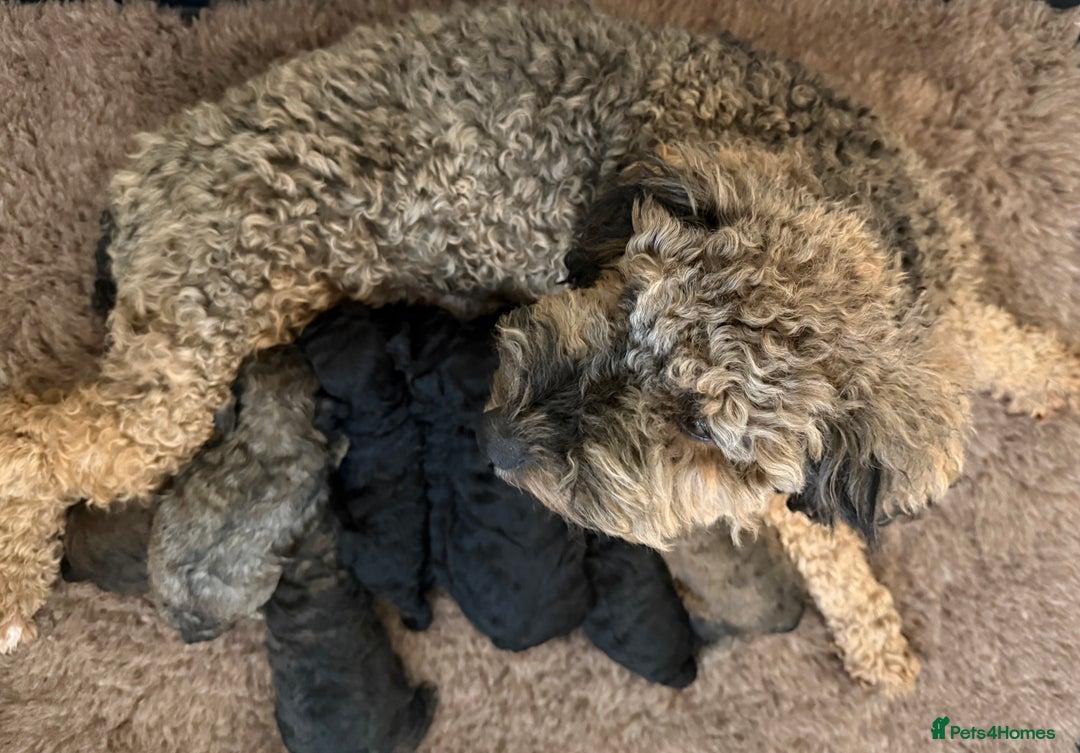 Poochon dogs for sale: Poochon puppy’s  - Advert 2