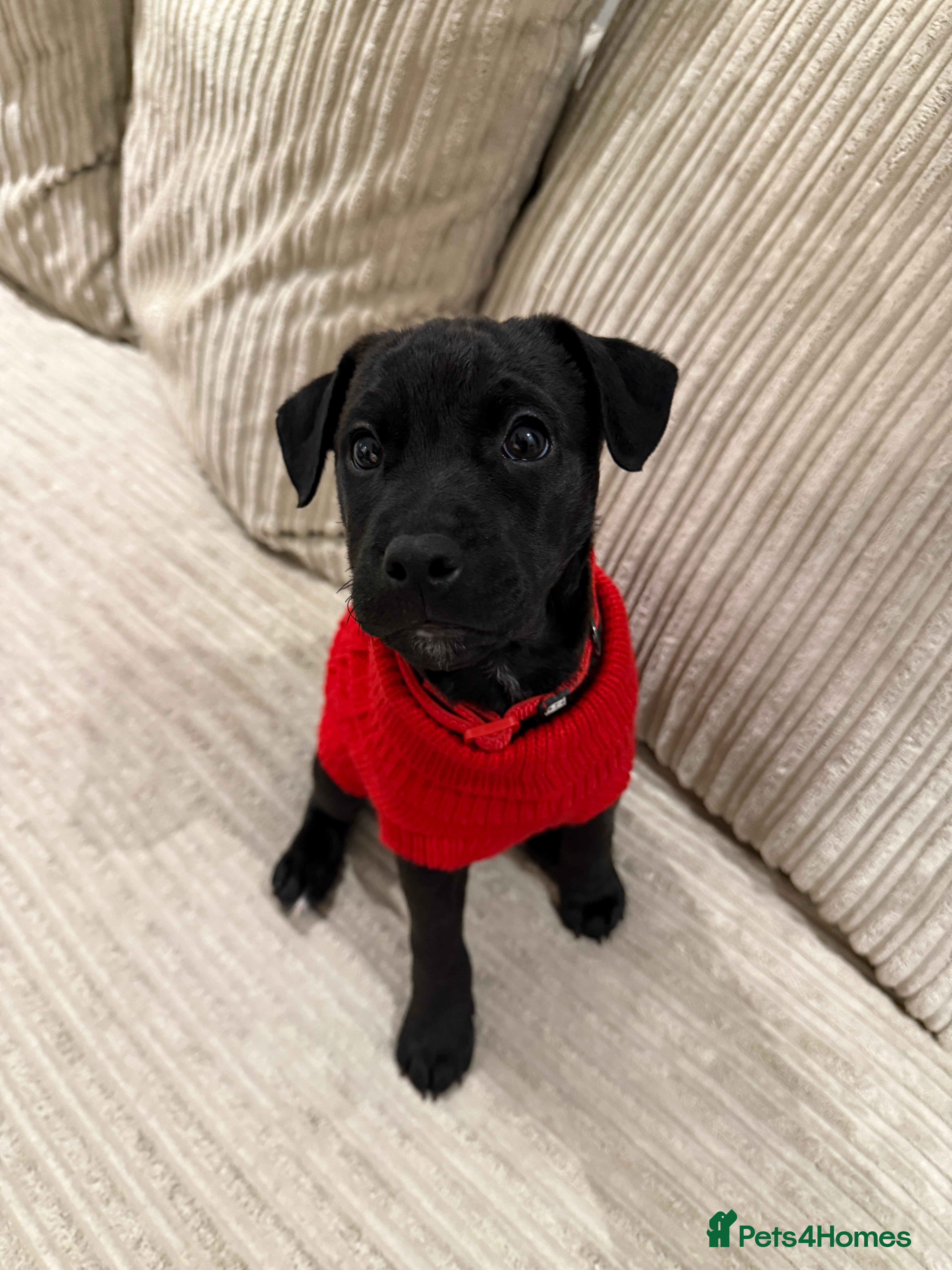 Patterdale Terrier dogs Hugo Patterdale Terrier Puppy - Advert 1